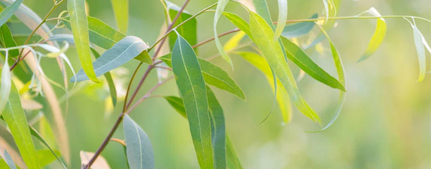 Alles über Eukalyptus Radiata